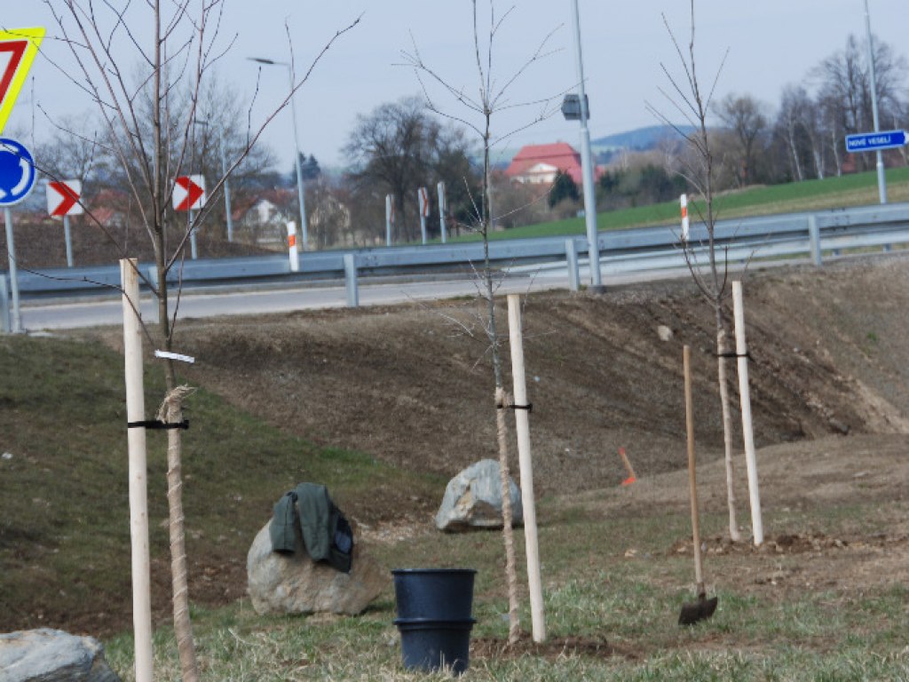 Výsadba stromů u kruhového objezdu 8