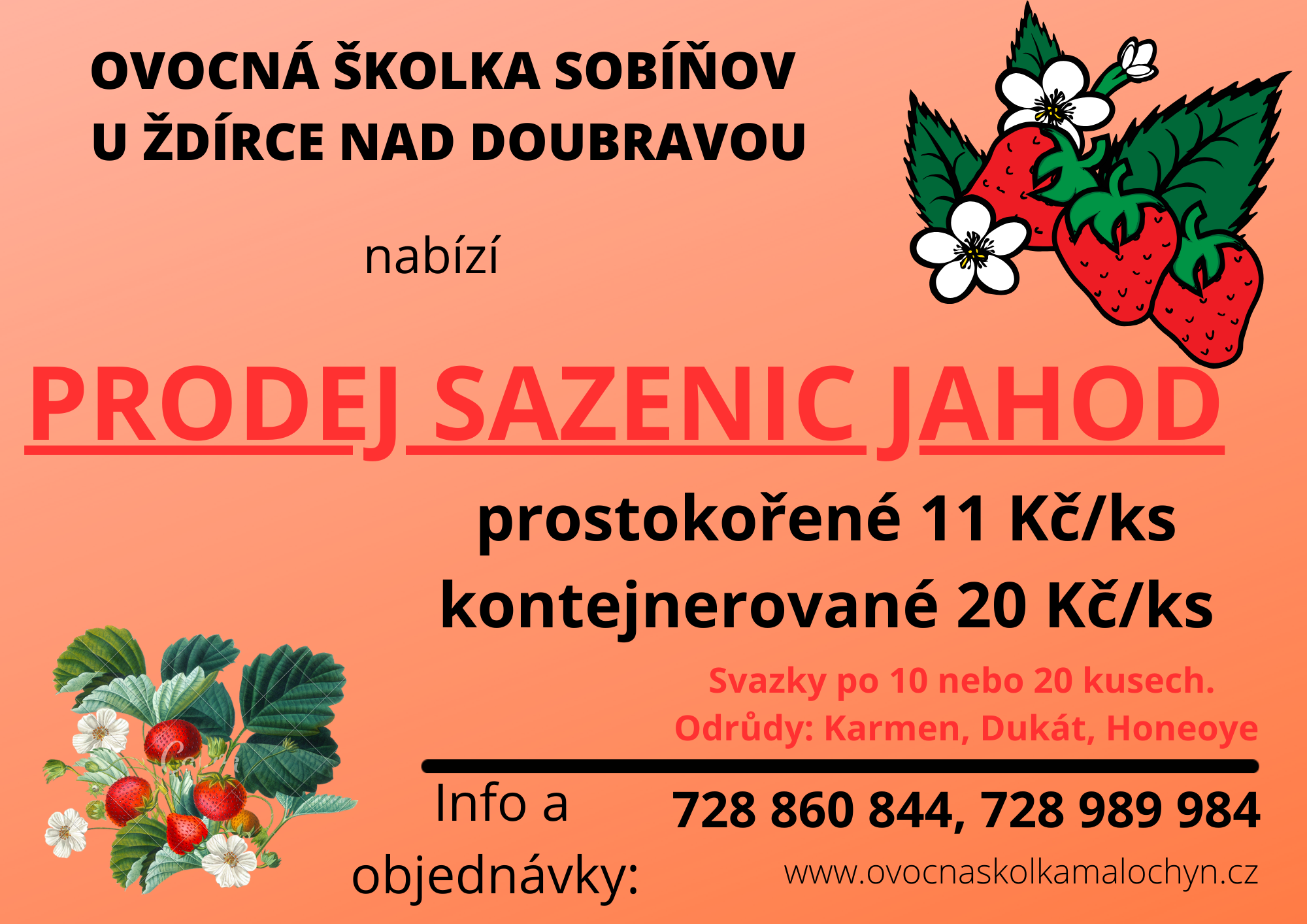 Sazenice jahod prodej